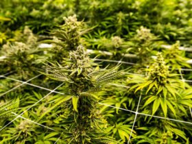 Cannabis News and Legalization