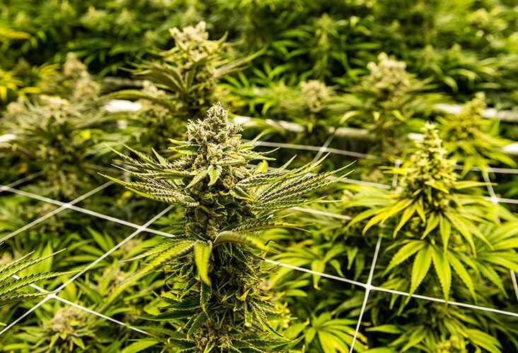 Cannabis News and Legalization